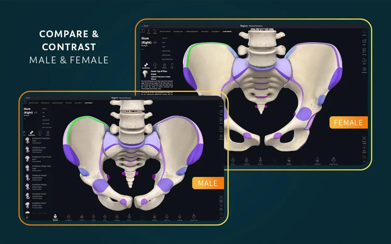Complete Anatomy — glimpse 4 Complete Anatomy usage, image 4
